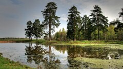 landscape Trees water reflection