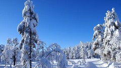 landscape winter nature snow Trees