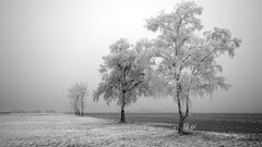 landscape winter snow nature frost mist overcast field calm