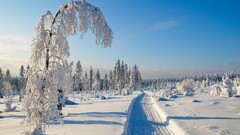 landscape winter snow nature Trees
