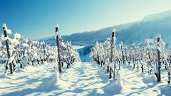 landscape winter snow