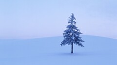 landscape winter Trees nature snow