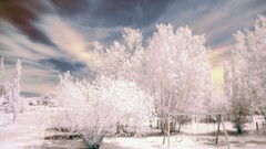 landscape winter Trees