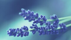 lavender Plants macro Violet Flowers