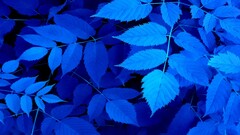 leaves blue pants
