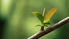 leaves branch Plants green background