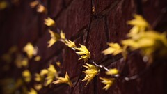 leaves Bricks Plants wall