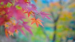 leaves colorful outdoors Plants