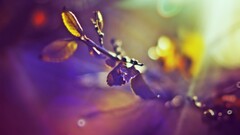 leaves colorful Plants