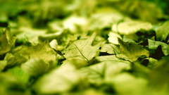 leaves depth of field nature