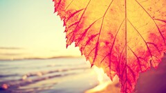 leaves fall beach filter closeup Sea