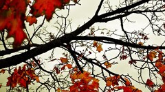 leaves fall nature branch Trees