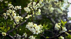leaves Flowers white flowers twigs nature Plants branch