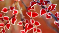 leaves frost nature Plants branch ice