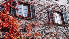 leaves House building fall
