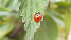 leaves insect Animals