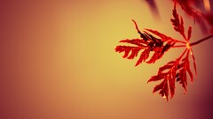 leaves macro nature simple Simple Background gradient red Plants