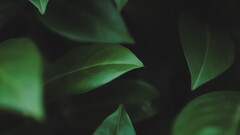 leaves macro Plants artwork Green