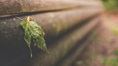 leaves nature blurred macro Wood closeup