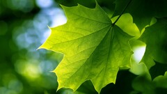 leaves nature bokeh Green