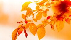 leaves nature macro Plants