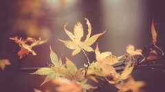 leaves nature macro Plants