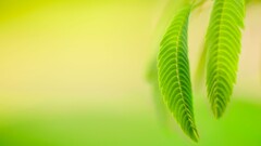 leaves nature macro Simple Background