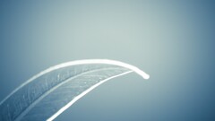 leaves Plants blue background