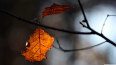 leaves Plants branch macro