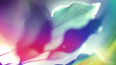 leaves Plants colorful