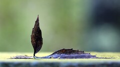 leaves Plants depth of field