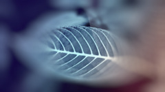 leaves Plants digital art