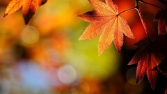 leaves Plants fall bokeh