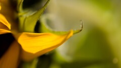 leaves Plants Flowers Sunflowers macro petals yellow flowers