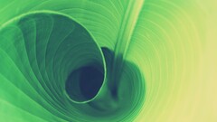 leaves Plants Green macro bananas