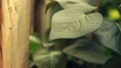 leaves Plants nature