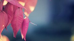 leaves Plants nature