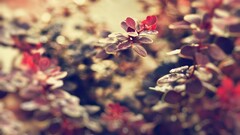 leaves Plants outdoors depth of field
