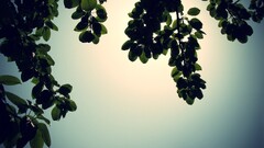 leaves Plants outdoors