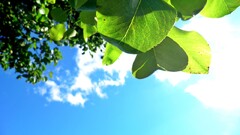 leaves Plants outdoors