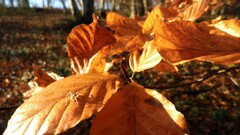 leaves Plants outdoors