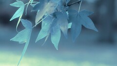 leaves Plants outdoors