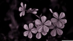 leaves Plants petals Flowers