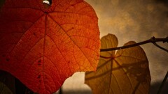 leaves Plants red twigs