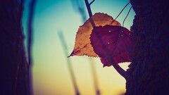 leaves Plants sunlight