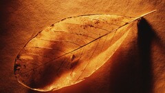 leaves Plants texture