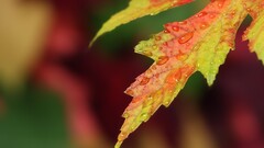leaves Plants water drops