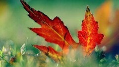 leaves red grass photography nature Plants colorful