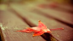 leaves red leaves fall