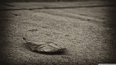 leaves sepia outdoors